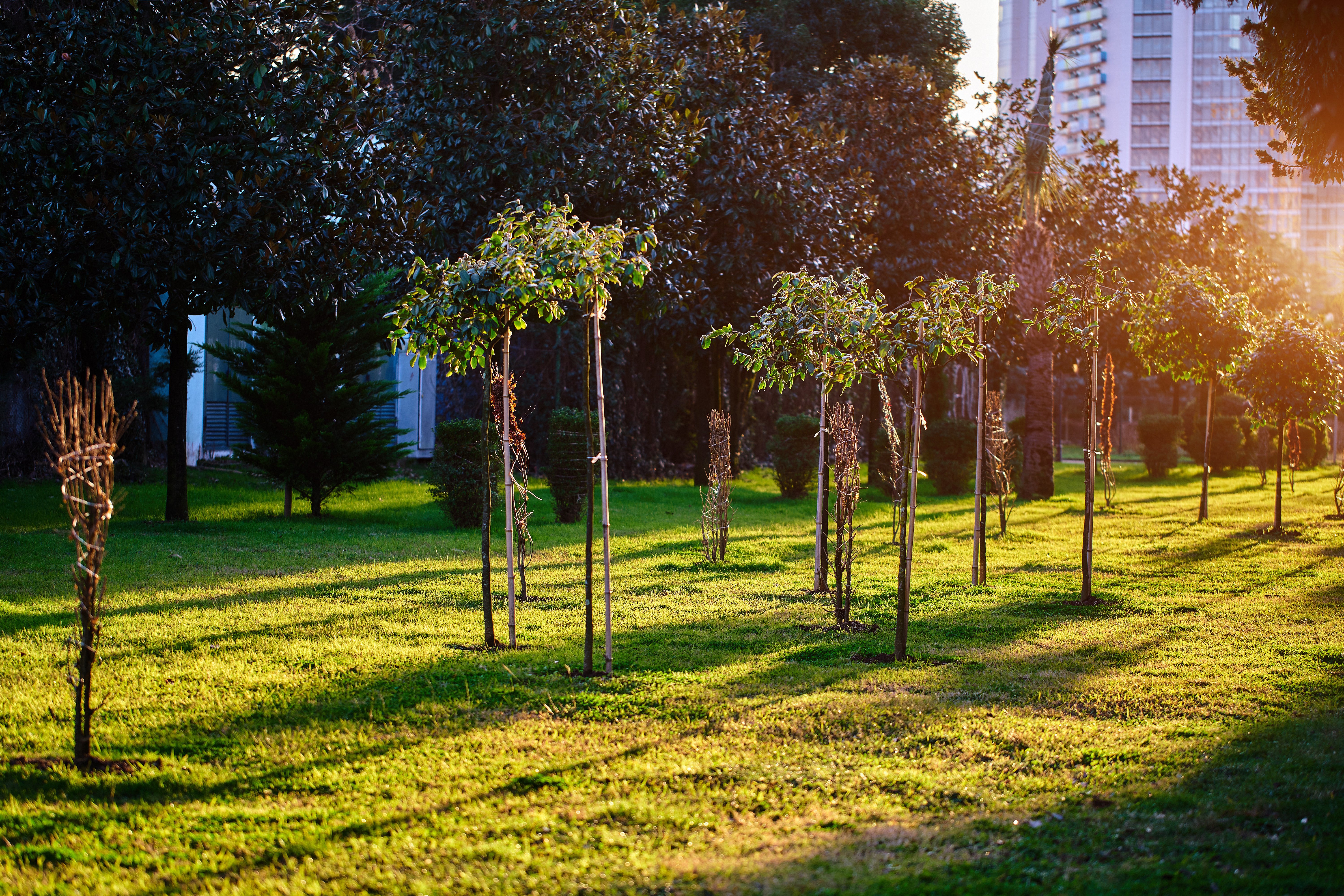 tree planting commercial 